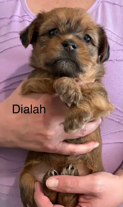 First vet visit with shots and deworming scheduled for June 18th, when these lovable little puppies...