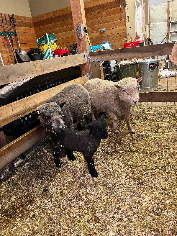 Southdown babydoll lambs for sale in Livestock in Mission - Image 3