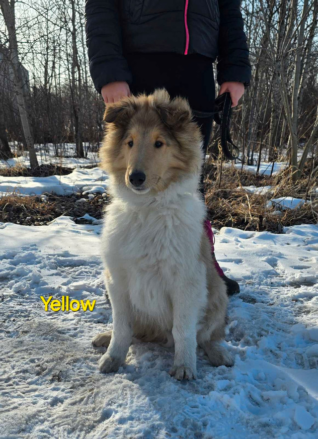 CKC Registered Rough Collie Puppies in Dogs & Puppies for Rehoming in Winnipeg - Image 3