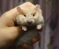 Adorable, Chunky baby hamsters
