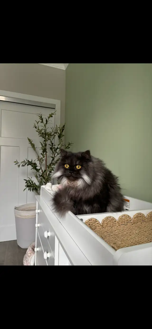 Persian Himalayan mix breed cat in Cats & Kittens for Rehoming in Ottawa - Image 8