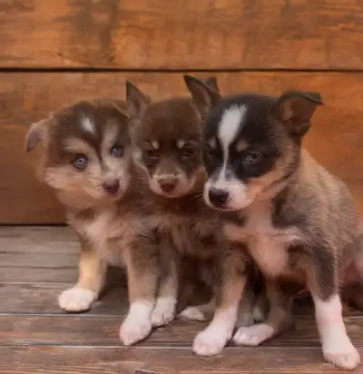 Pomsky puppies, View more