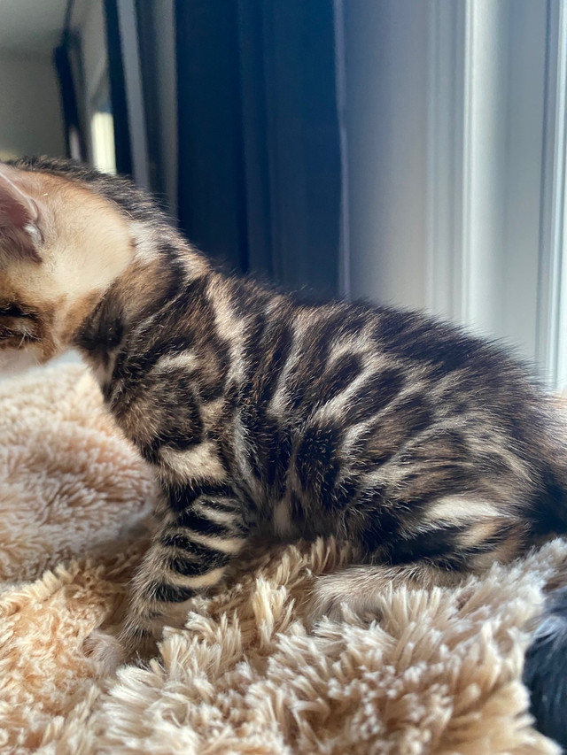TICA registered bengal kitten for sale  in Cats & Kittens for Rehoming in London