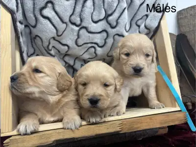 Bonjour nous sommes de magnifiques chiots Golden pure races.Nos parents sont des Golden pure race.El...