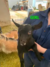 Purebred Fainting Goat Kids