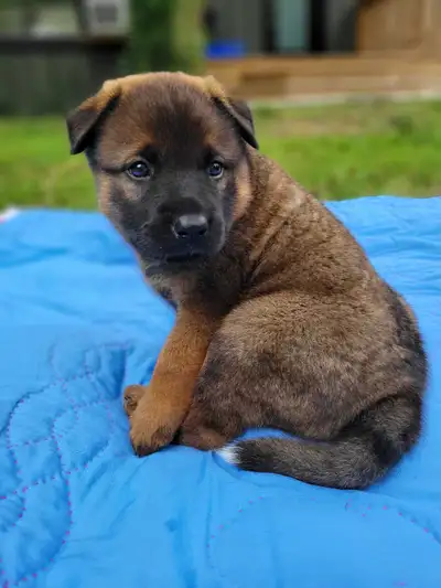 1 Female Rotti/Shepherd Mix Puppy, View more