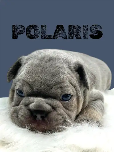 Gorgeous Frenchtons!! Ready to meet your new best friend?!??, View more