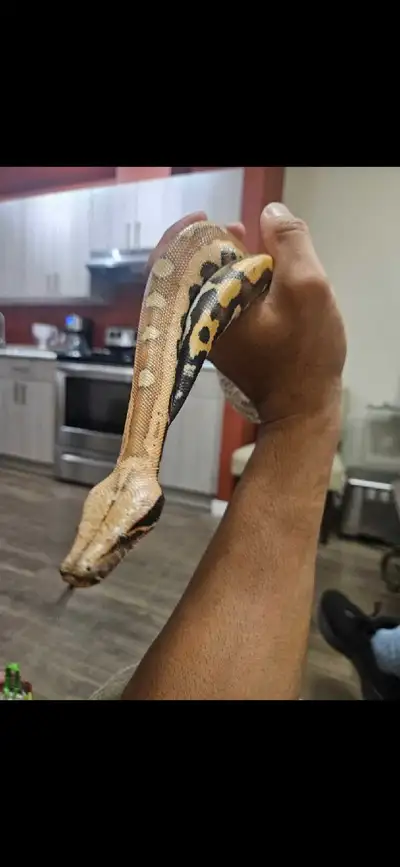 Blood python, View more