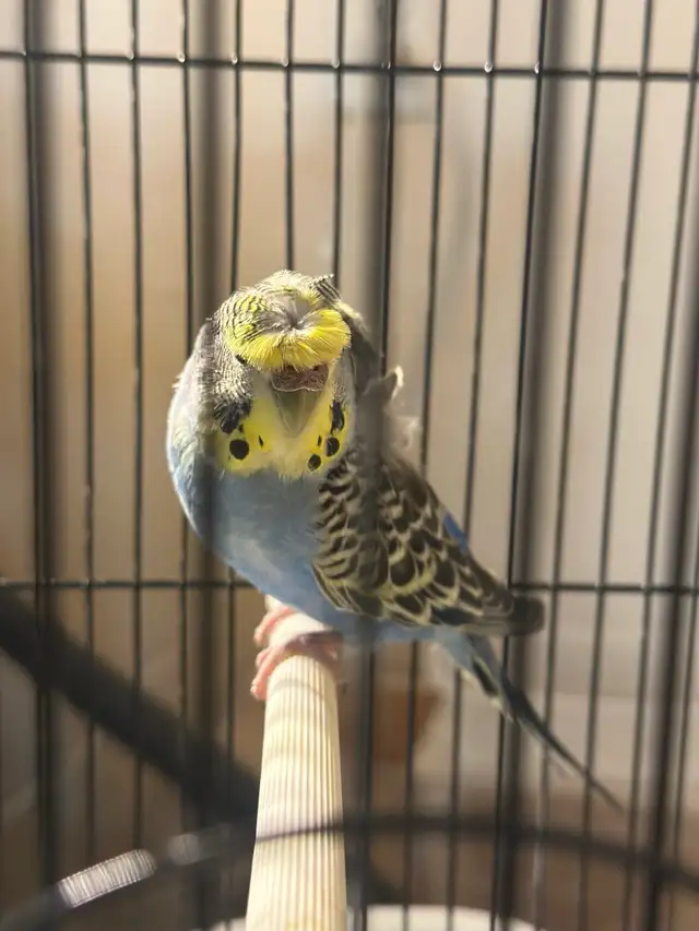 hagoromo budgie in Birds for Rehoming in Saskatoon - Image 2