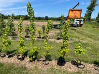 Sugar Maple trees for sale