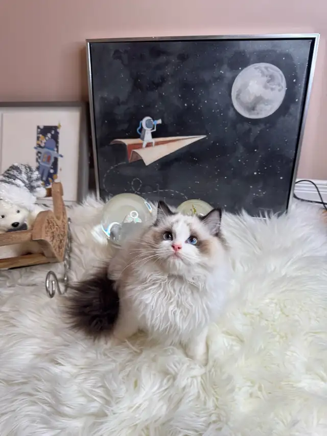 purebred ragdoll boy