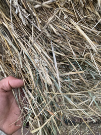 2023 hay for sale