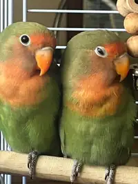 Two mix-breed (Ficher and Peachfaced) lovebirds.