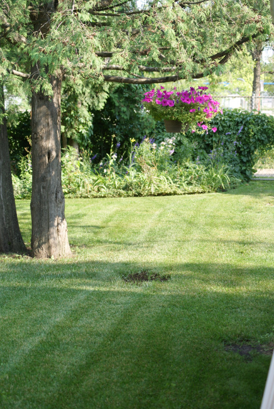 Discount Lawn Mowing and Maintenance in Lawn, Tree Maintenance & Eavestrough in Winnipeg - Image 2