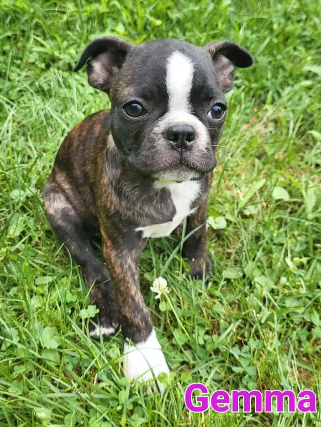 boston terrier puppies in Dogs & Puppies for Rehoming in Gatineau - Image 4