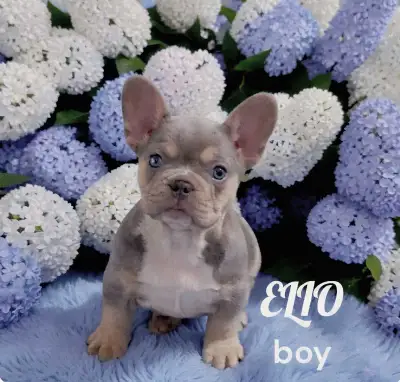 Top quality French bulldogs exotic isabella/merle/blue eyes, View more