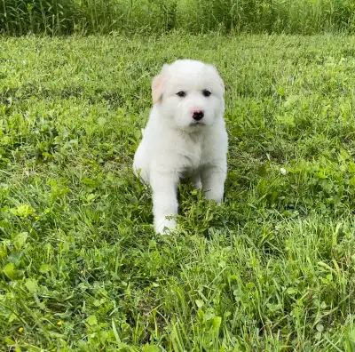 Great Pyrenees / Maremma Puppies, View more