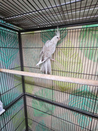 Sale!!! White face cockatiels andturq Pair