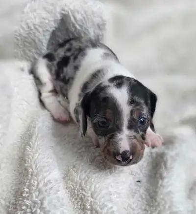 Mini Dachshunds, View more