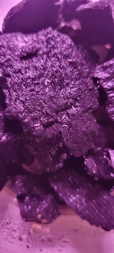 White Springtails - Folsomia candida, View more