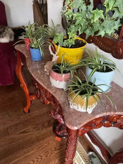 beautiful  spider plants, View more