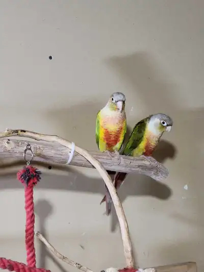 green cheek conure, View more