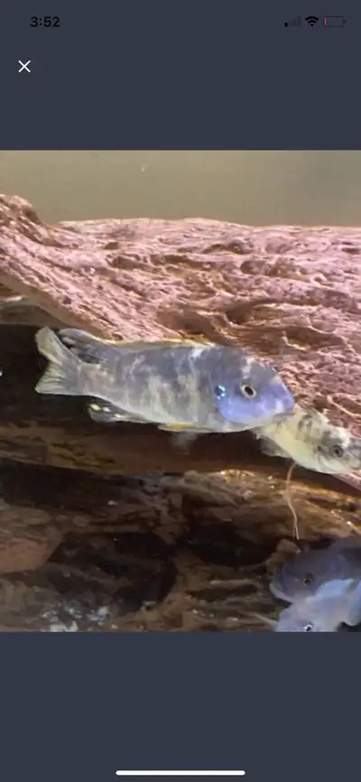  Baby African cichlids, View more