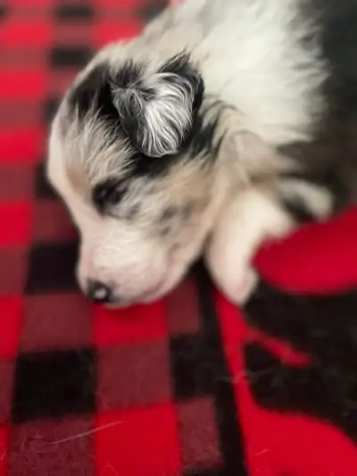 Border Collie Pups ABCA Registered, View more