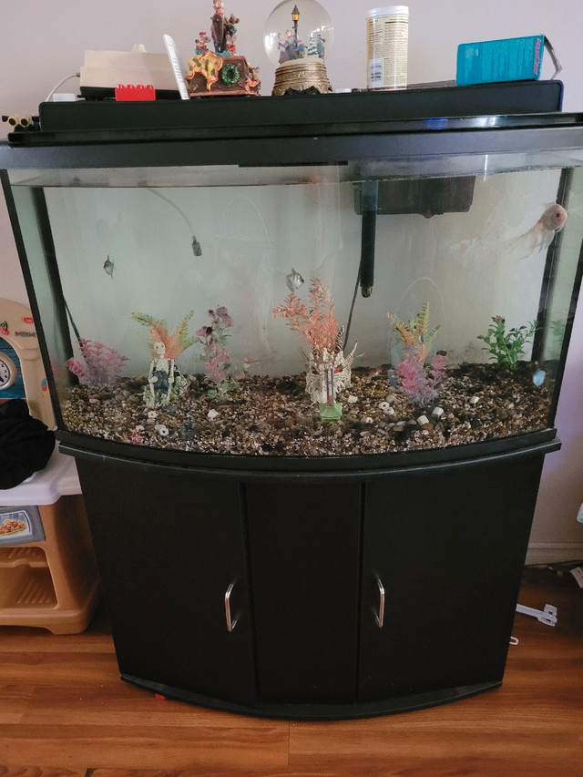 45 gallon fish tank with stand and fish | Fish for Rehoming | Vernon |  Kijiji