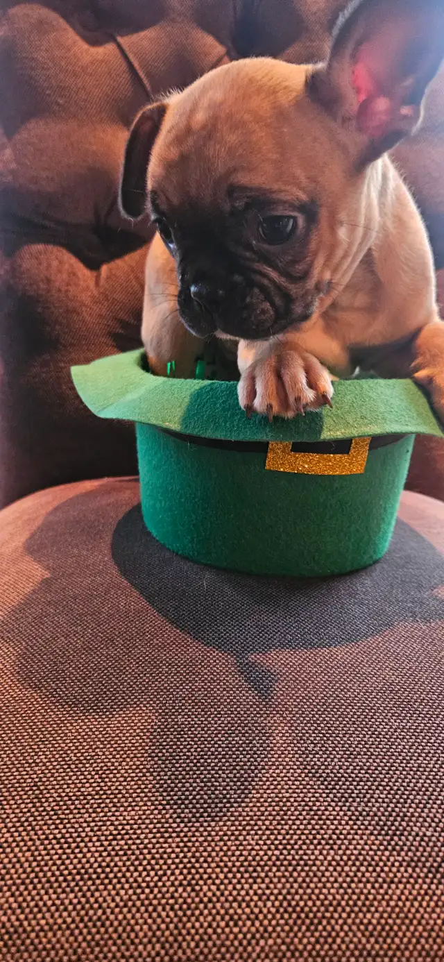 French bulldog in Dogs & Puppies for Rehoming in Victoria - Image 5