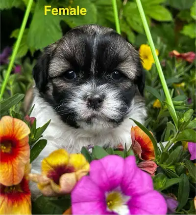 Adorable Bichon Shih Tzu Puppies , View more