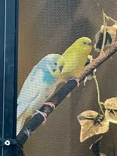 Budgies Need New Home, View more