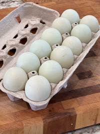 Runner duck hatching eggs