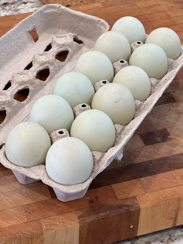 Runner duck hatching eggs in Livestock in Oakville / Halton Region
