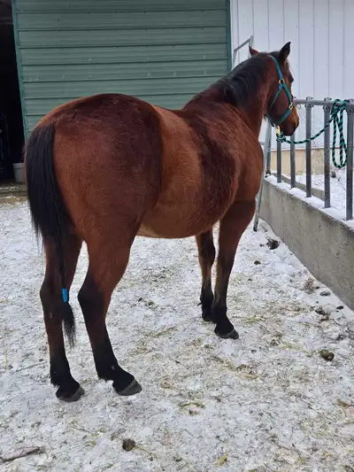 All Around Gelding , View more