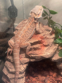 7 month old Beared dragon