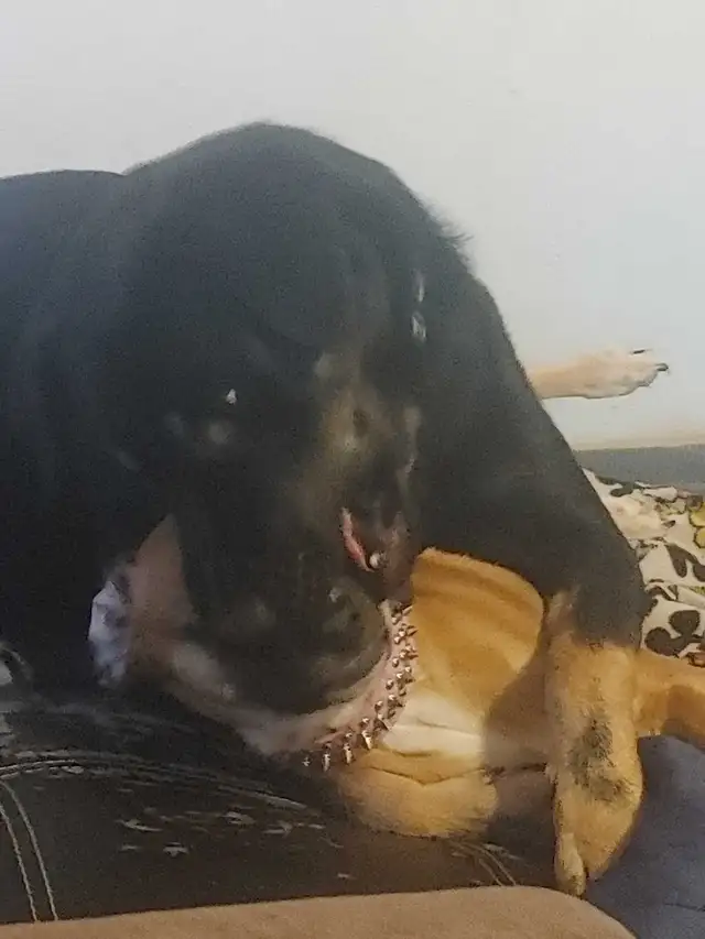 rottie mix free to good home and a pup left  in Dogs & Puppies for Rehoming in Ottawa - Image 8