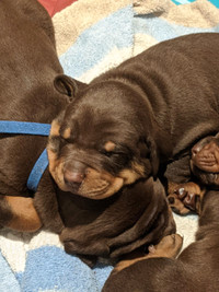 Doberman puppies available 