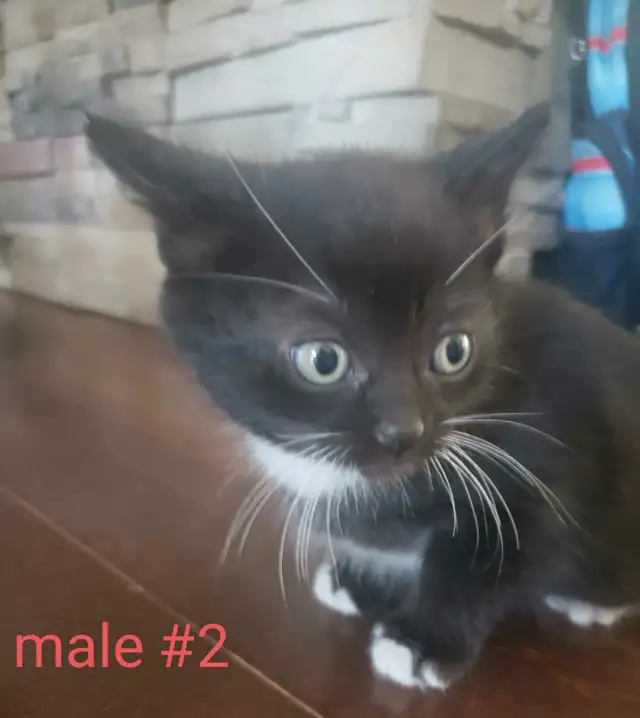 kittens for sale