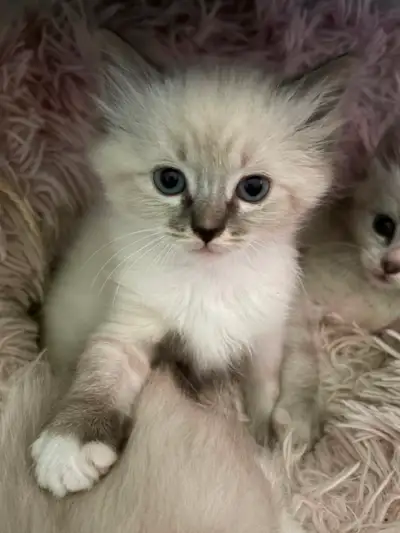Sweet Ragdoll Kittens, View more