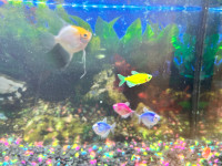 20g aquarium with fish
