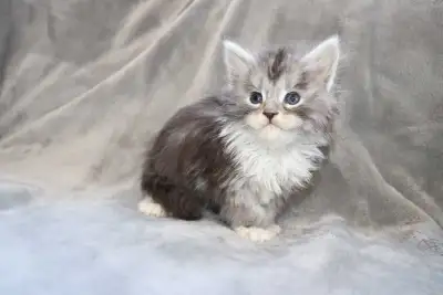Mainecoon kitten, View more