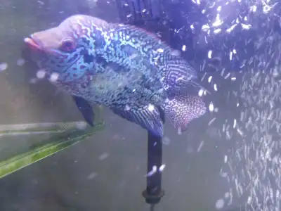 •••READY TO GO TODAY••• Take Home Today Stunning 7.5" Long Male Kamfa Flowerhorn Cichlid In Excellen...