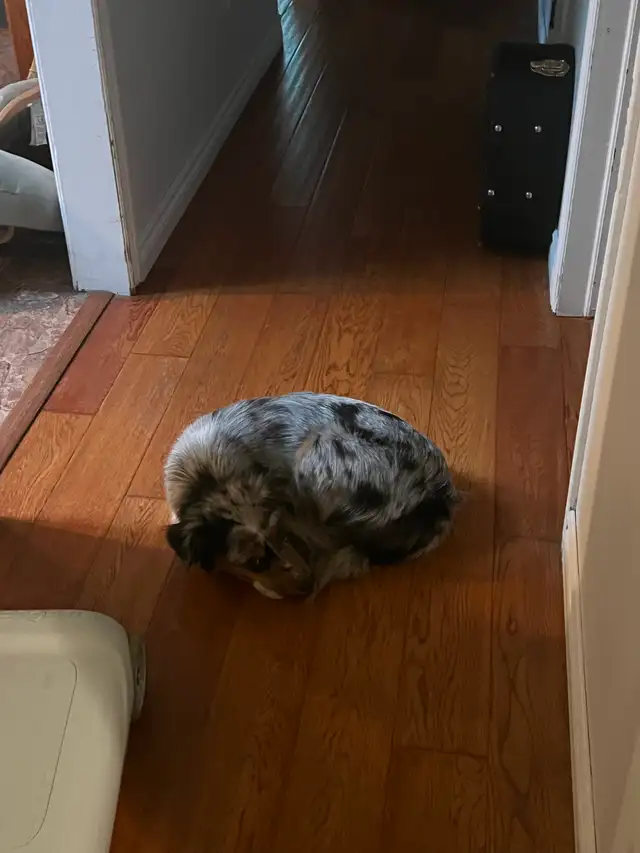 Mini Australian Sheperd520776604231946241