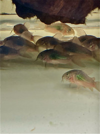 Corydoras Aneus Green (Lot de 6)