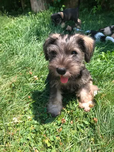 ❤️ Adorable Schnauzer Puppies ❤️, View more