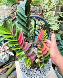 zz variegated pinkorange bulbs ( 5 bulbs $60)62864746239235124