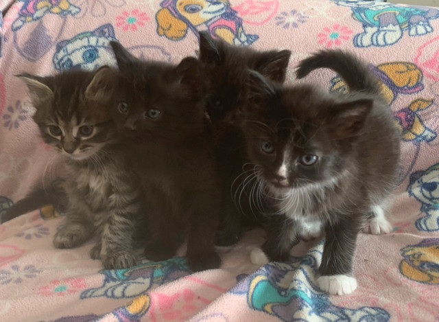 4 Kittens (2 boys 2 girls) in Cats & Kittens for Rehoming in Richmond