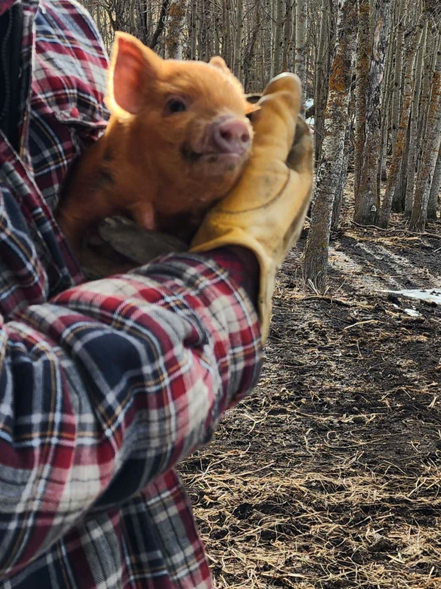 Registered Kunekune boar piglet  in Livestock in Edmonton