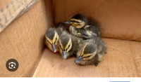 Call duck hatchlings 